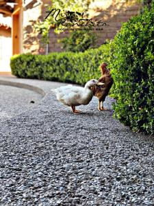 two ducks walking on a sidewalk near a bush at Mi Ranchito Chignahuapan Hotel in Chignahuapan