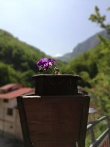 una flor púrpura en una olla en la parte superior de un edificio en Дом Бакалски-Кмета, en Narechenski Bani