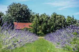 Zahrada ubytování Azienda agricola La Macina