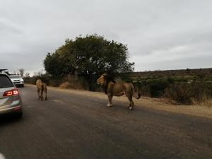Foto dalla galleria di Yebo Safaris, Glamping Adventures a Skukuza