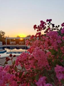 聶圖諾的住宿－PepeRosa B&B and Events，游泳池前的一束粉红色的花