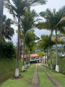 a row of palm trees in front of a house at Jordan Hotel Boutique in Guatapé