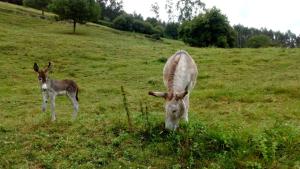 Zvieratá vo vidieckom dome alebo blízkom okolí