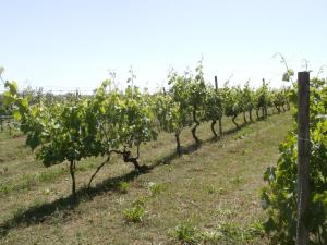 Zahrada ubytování Agriturismo Poggio Sassineri