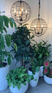 a group of potted plants in white pots with lights at Golden Hotel in Quevedo