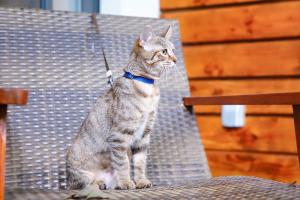 un gato con cuello azul sentado en una silla en Holiday Inn Resort Chaohu Hot Spring, an IHG Hotel, en Chaohu