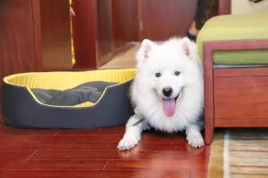 a white dog laying on the floor next to a bed at Holiday Inn Resort Chaohu Hot Spring, an IHG Hotel in Chaohu