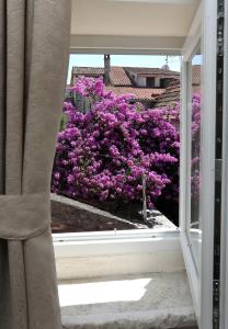 Zahrada ubytování Villa Carrara