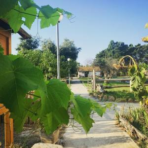 een plant met grote groene bladeren in een tuin bij Agriostello Riparo in Anzio