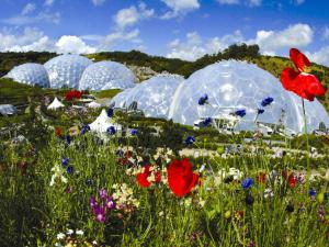 a field of plastic domes in a field of flowers at Holiday Home Pendeen Hayloft by Interhome in Saint Stephen