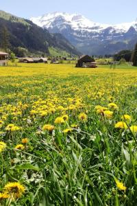 a field of yellow flowers with mountains in the background at Apartment Kari's Schüür by Interhome in Lenk