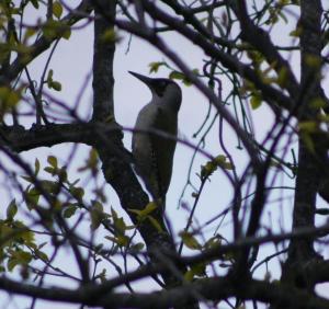 Loomad hotelli aladel või selle läheduses