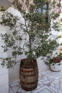 Zahrada ubytování Villa Rustica Dalmatia