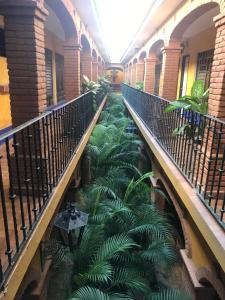 an empty hallway with a bunch of plants at Hotel Colonial Rivera in Iguala de la Independencia