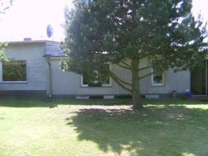 a tree in a yard next to a house at Ferienhaus Lukas in Zinnowitz