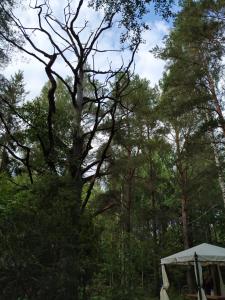 Foto sihtkohas Bigauņciems asuva majutusasutuse Forest Hut galeriist