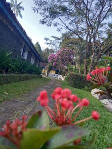 a group of red flowers in a yard at Repousada Sana in Sana