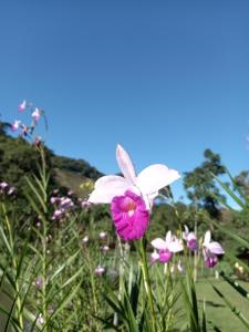 a pink and white flower in a field of flowers at Repousada Sana in Sana