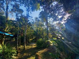 a view of a forest with trees and plants at Repousada Sana in Sana