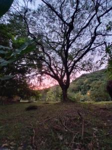a tree in a field with a sunset in the background at Repousada Sana in Sana