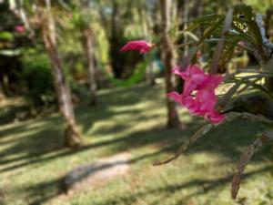 a pink flower on a tree in a park at Repousada Sana in Sana