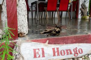 Πιστοποιητικό, βραβείο, πινακίδα ή έγγραφο που προβάλλεται στο El Hongo Finca Hostal / Camping