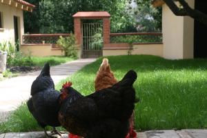 Tiere in der Pension oder in der Nähe