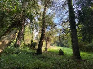 una zona boscosa con árboles y césped verde en Habitación del Emperador, en Bescanó