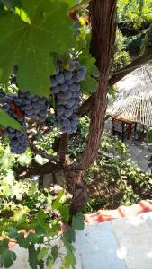 Gambar di galeri bagi Camping late di Gjirokastër +47 gambar