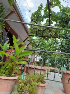 Gambar di galeri bagi Camping late di Gjirokastër