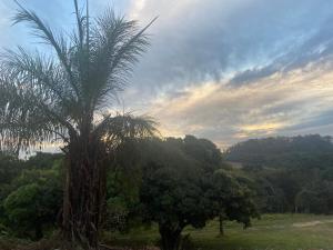 una palmera en medio de un campo en Pousada Realiza, en Cambuquira