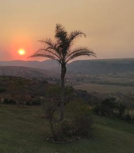 una palmera en un campo con la puesta de sol en el fondo en Non Stop Adventures, en Pietermaritzburg