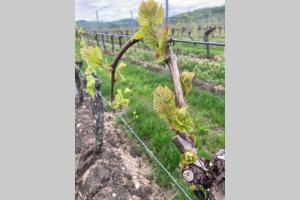 Zahrada ubytování Le Clos d’Azel - Le gîte du cocher avec piscine