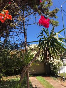 une fleur rouge sur un arbre dans une cour dans l'établissement Magnifique villa de luxe front de mer, pieds dans l'eau et piscine, à Skhirat
