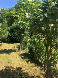 a row of trees with white flowers in a garden at Haus Meerling in Rerik