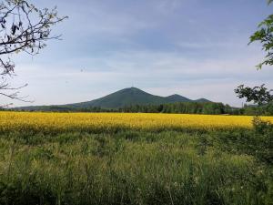 a field of yellow flowers with a mountain in the background at Sprencz Családi Major in Sátoraljaújhely