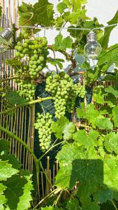 un montón de uvas verdes colgando de un árbol en Ocean House - Ribeira d'ilhas Ericeira, en Ericeira