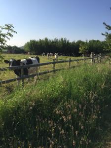 uma manada de vacas num campo atrás de uma vedação em Larksfield Loft em Okehampton