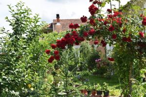 a garden filled with red roses and other plants at Green Paradise Villa in Peje