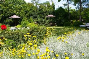 a field of yellow flowers in a garden at Ktima Dadouli in Plaka Litochorou