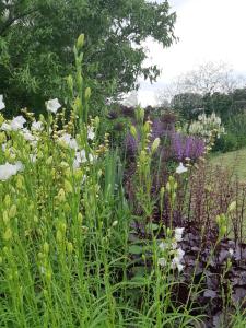 um jardim com muitos tipos diferentes de flores em Huberts, West End Farm, Fosse Lane, Poolbridge Road, Blackford, Wedmore em Wedmore