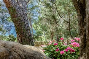 A garden outside Villa i Ginepri Villasimius località Porto sa ruxi