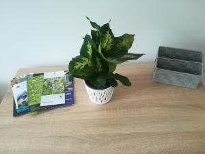 eine grüne Pflanze in einer weißen Vase auf einem Tisch in der Unterkunft Var Apartman in Miskolc