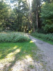 polna droga z trawą i drzewami w obiekcie Schutzhaus Johannesbachklamm w mieście Unterhöflein