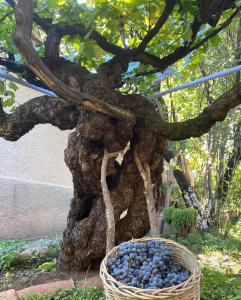 un panier de myrtilles assis à côté d'un arbre dans l'établissement Tsinandali Edem - Tsinandlis Edemi - Цинандали Эдем, à Tsinandali