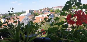 Zahrada ubytování APARTMANI Emerald Dream