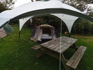 ein Zelt und ein Picknicktisch im Gras in der Unterkunft Basic 2p tent Sotterum in Cornwerd