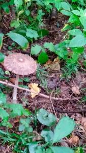 Fotografia z galérie ubytovania Oleandria- ,, Domek Malinka" nr 35 v destinácii Biskupiec