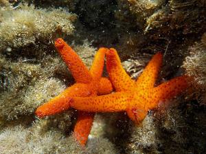 Fotografie z fotogalerie ubytování Holiday in SARDINIA in Pula, at the sea of ​​Nora V Pule