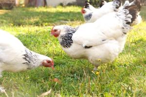 Fotografie z fotogalerie ubytování Gutshof Dobschütz - Urlaub auf dem Bauernhof v destinaci Nossen + 10 fotografií